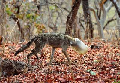 Редкого индийского волка спасли от голодной cмepти