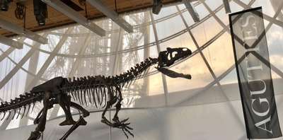 Богач заплатил миллионы за скелет динозавра