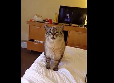 Чихающий кот покорил пользователей сети
