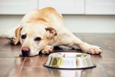 Что делать, если домашнее животное отказывается от еды?