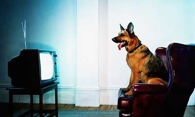 Что видят собаки, когда смотрят телевизор?