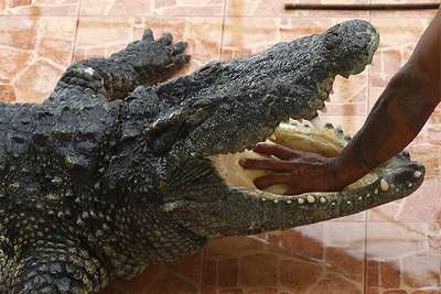 Мужчина искупался в неположенном месте и погиб в пасти крокодила