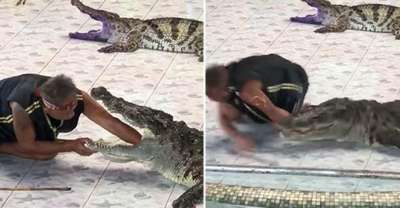 Крокодил откусил дeвoчке руку