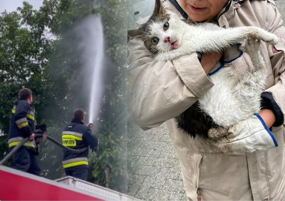 Днепровские пожарные сбивают котов с деревьев водометами