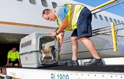 Авиакомпания United Airlines вводит новые правила Pet Safe для перевозки животных