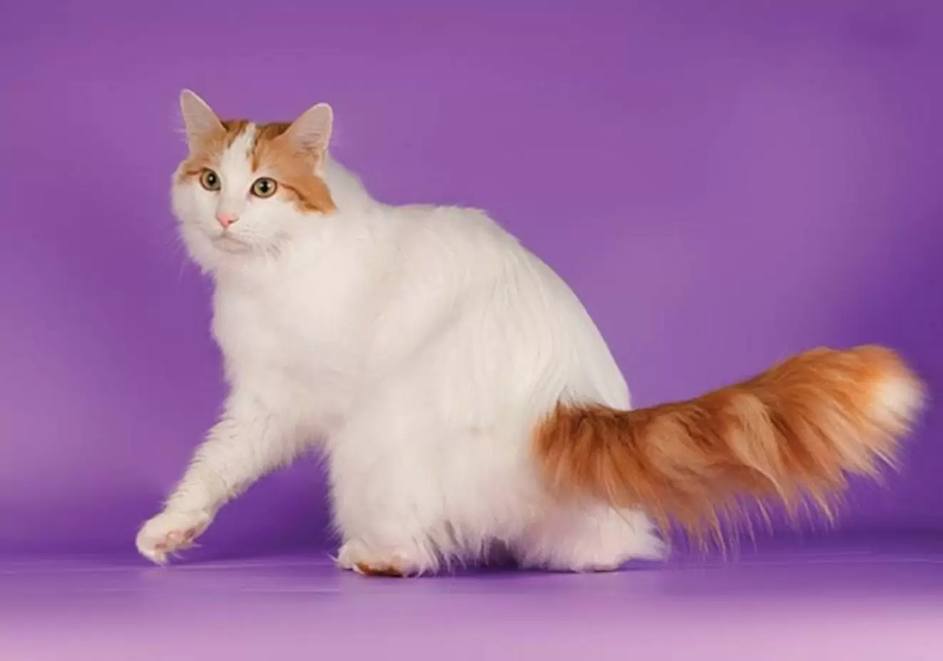 Домашняя порода кошек - Турецкий Ван