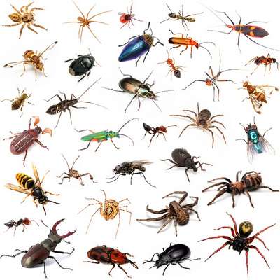 Полезно от Zoosite: Экзотика не выходя из дома – таpaканы, пауки и др.