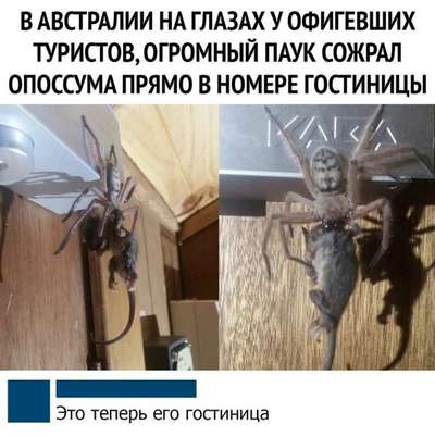 Гигантский паук съел опоссума в отеле