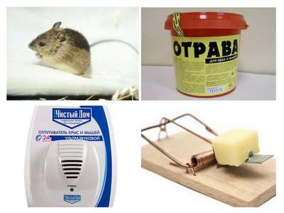 Как избавиться от крыс и мышей: популярные методы борьбы