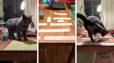 Как отучить кошек от пристрастия к прыжкам по кухонным стойкам и мебели