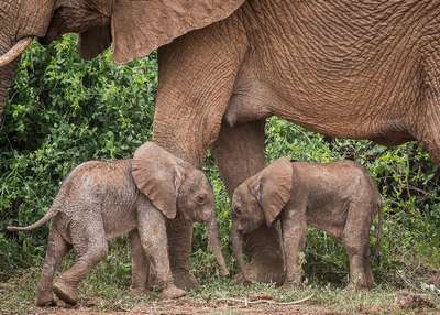 Чрезвычайно редкая двойня слонов родилась в Кении