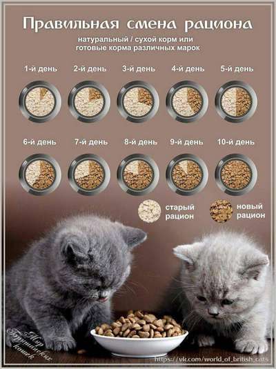 Как правильно выбрать сухой корм для британской кошки