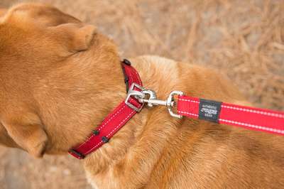 Как выбрать ошейник для собаки: застежка, виды и материалы