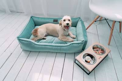 Какой подарок сделать владельцу собаки или кошки? Предлагаем лежаки и домики от Harley and Cho!
