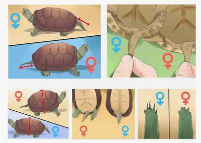 Как определить пол черепахи?