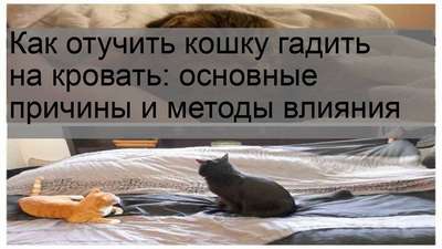 Как отучить кошку гадить на кровать?