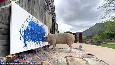 Картину свиньи-художницы из ЮАР продали за $26,5 тысяч