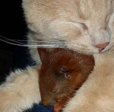 Кошка спасла крошечного бельчонка