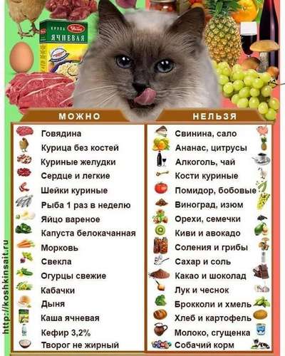 Кошки – что едят и чем кормить?