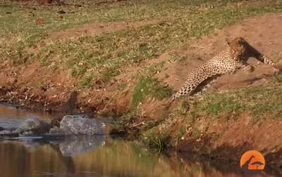 Крокодил подрался с леопардом за еду: шокирующее видео
