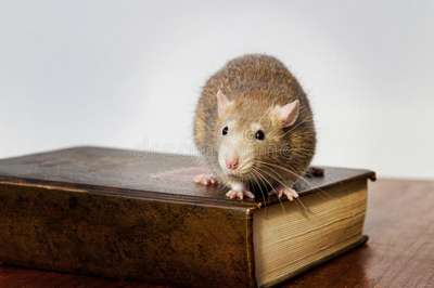 Голодные крысы сгрызли редкие книги на 200 тысяч евро