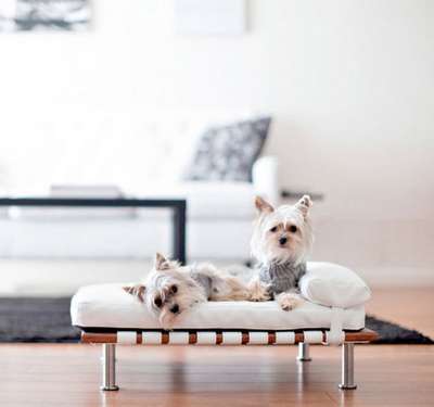 Любимая мебель и аксессуары кошек и собак