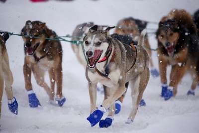 Льюиса Хэмилтона попросили выступить против гонки на собачьих упряжках Iditarod