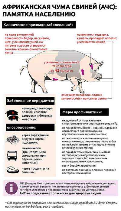 Чума на Черниговщине — африканский вирус угрожает свиньям региона