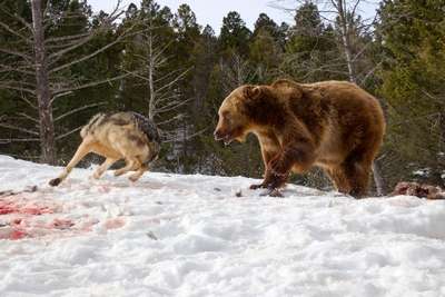 Медведь гризли в США охотится с волками, но забирает добычу себе