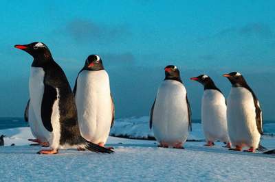 На остров Галиндез вернулись пингвины
