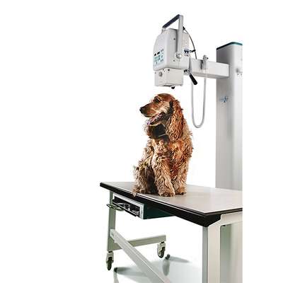 Оборудование для ветеринарии и груминга от TIGERS – актуально для владельцев бизнеса
