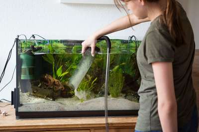 Обустройство аквариума дома: от установки до чистки