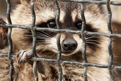 Оккупанты украли животных из зоопарка в Херсоне