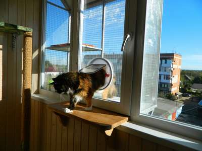 Можно ли выпускать кошку на балкон?