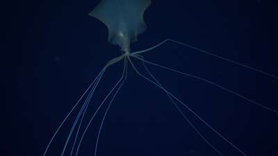 Морские биологи обнаружили самого глубоководного кальмара на планете