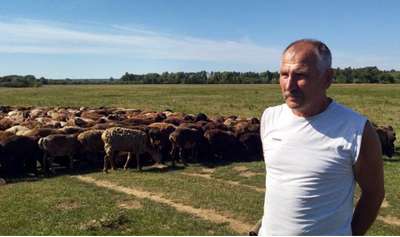 Пастух пешком гнал 400 овец из Донецкой области