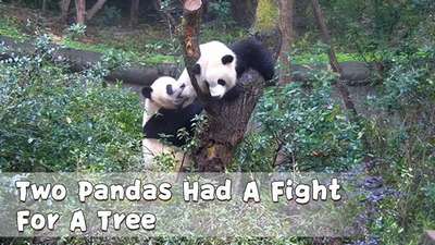 Панды устроили дpaку за дерево
