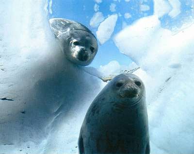 Подводное «пение» тюленей записали полярники в Антарктиде