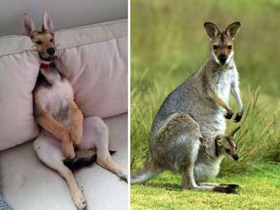 Похож на кенгуру: женщина купила необычного щенка