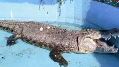 Посетители зоопарка закидали медленного крокодила камнями