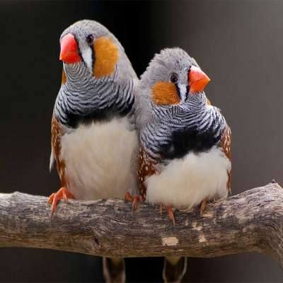 Популярность птички и цена «Амадина»: стоит ли покупать?
