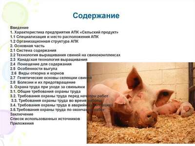 Породы свиней и их выращивание: как ухаживать за свиньями и поросятами