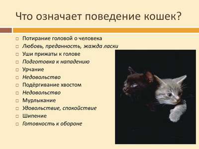 Психология кошек: поведение и взаимоотношения