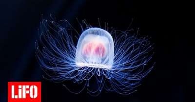 Раскрыли секрет бесcмepтия уникального вида медуз