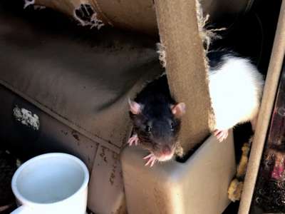 Одинокая женщина завела 300 ручных крыс и пожалела