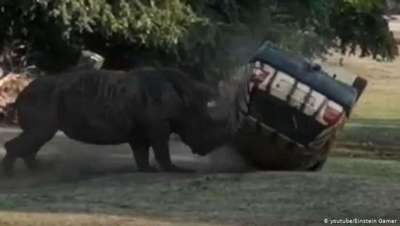 Разъяренный носорог напал на автомобиль