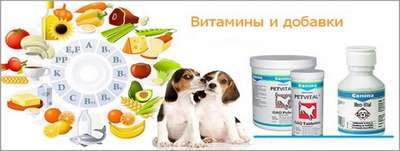 Разнообразие витаминов для собак: определяемся в выборе