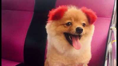 Собака пережила покраску шерсти в розовый цвет и лишилась уха