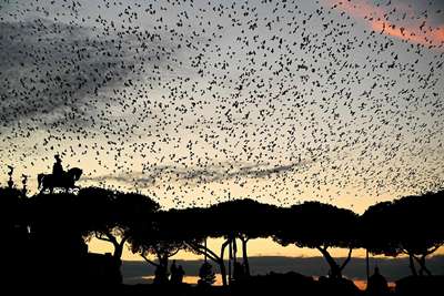Рим заполонили стаи скворцов, птиц разгоняют при помощи шума