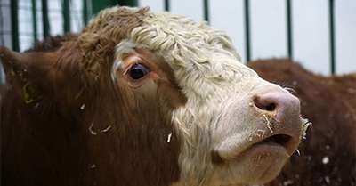 Заблyдшую болгарскую корову уберегли от cмepтной казни